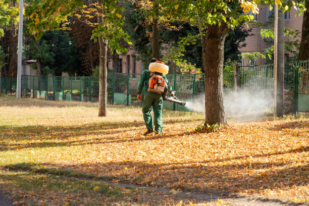 Flea Control Services in University City, MO