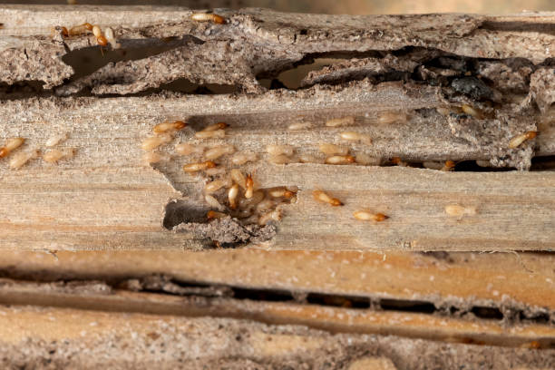 Pest Control Cost in University City, MO