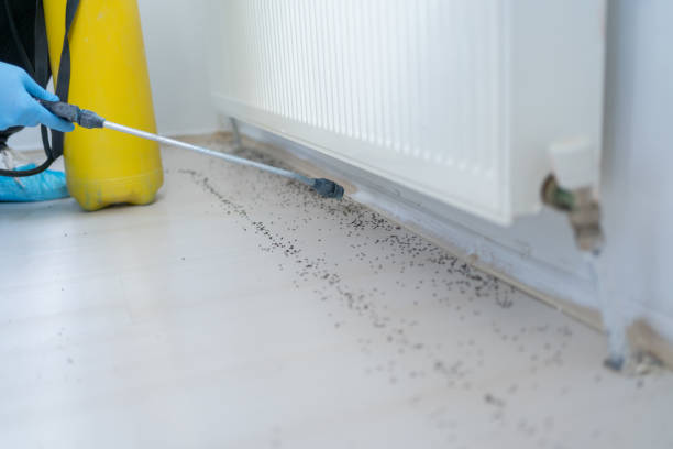 Best Flea Control Services  in University City, MO