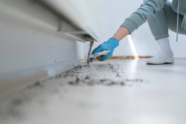 Best Flea Control Services  in University City, MO